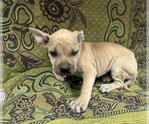 Mutt Dogs for adoption in HESPERIA, CA, USA