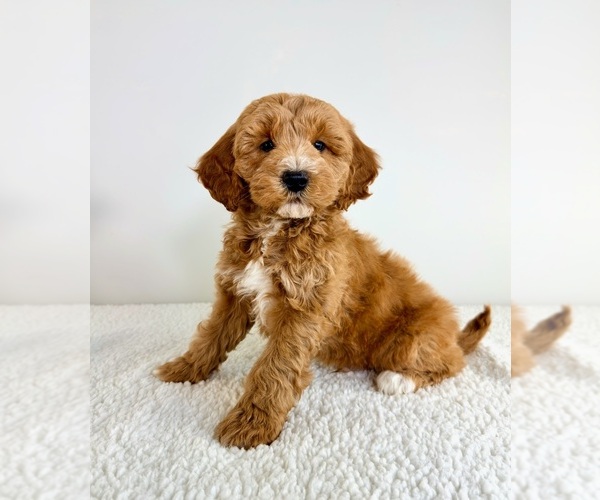 Medium Photo #4 Goldendoodle (Miniature) Puppy For Sale in GREENFIELD, IN, USA
