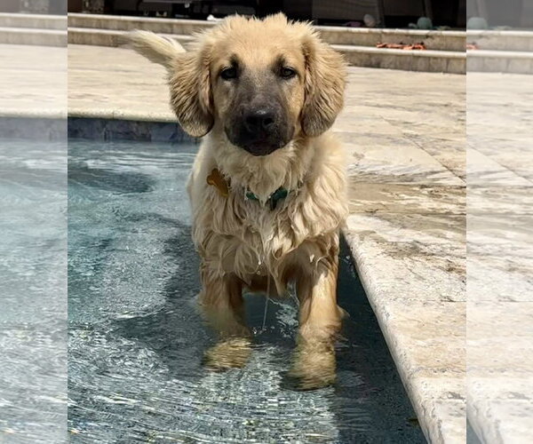 Medium Photo #1 Basset Retriever Puppy For Sale in Cave Creek, AZ, USA