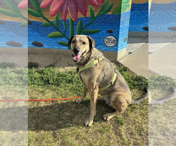 Medium Photo #2 Mutt Puppy For Sale in Bellevue, WA, USA