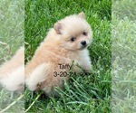 Small Photo #1 Pomeranian Puppy For Sale in SILEX, MO, USA