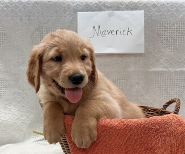 Medium Photo #1 Golden Retriever Puppy For Sale in OWEN, WI, USA