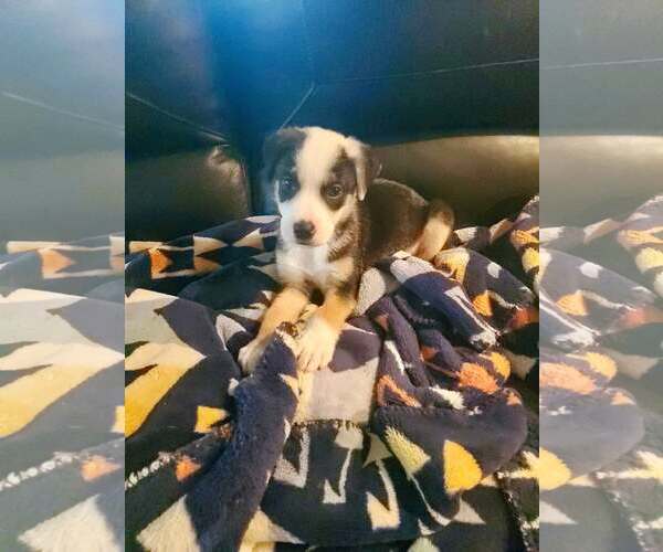 Medium Photo #2 Australian Shepherd Puppy For Sale in Paso Robles, CA, USA