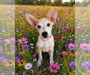 Labrador Retriever-Unknown Mix Dogs for adoption in Globe, AZ, USA