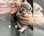 Small Photo #11 Pug Puppy For Sale in BLOOMINGTON, IL, USA