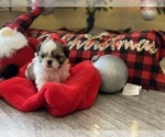 Small Photo #14 Shih Tzu Puppy For Sale in NAPLES, FL, USA