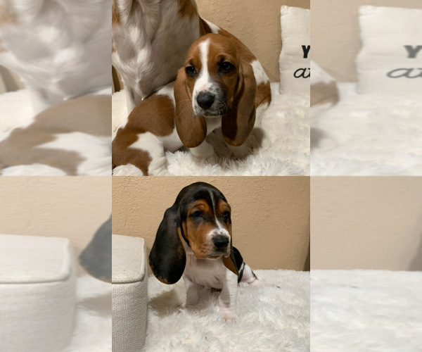 Medium Photo #1 Basset Hound Puppy For Sale in HACIENDA HEIGHTS, CA, USA