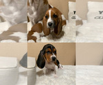 Small Photo #1 Basset Hound Puppy For Sale in HACIENDA HEIGHTS, CA, USA