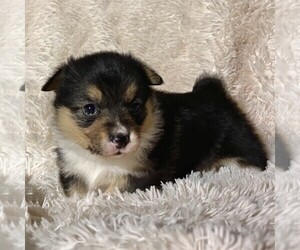 Pembroke Welsh Corgi Puppy for sale in FREDONIA, PA, USA