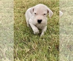 Small Photo #2 Dogo Argentino Puppy For Sale in SAN ANTONIO, TX, USA