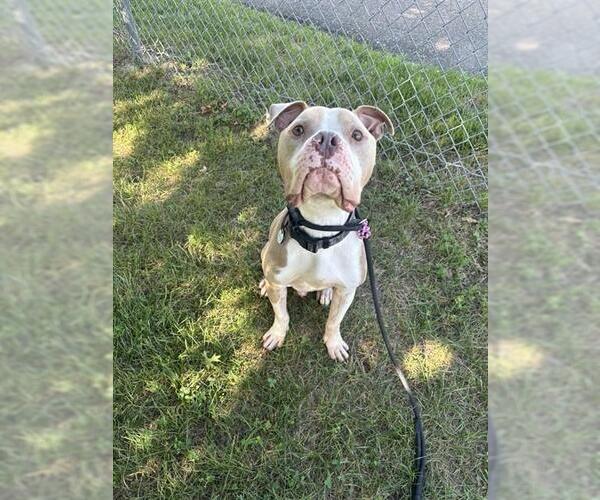 Medium Photo #2 Mutt Puppy For Sale in Forestville, MD, USA