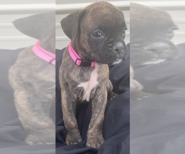 Medium Photo #19 Boxer Puppy For Sale in LUCERNE VALLEY, CA, USA