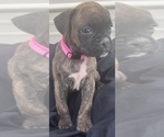 Small Photo #19 Boxer Puppy For Sale in LUCERNE VALLEY, CA, USA