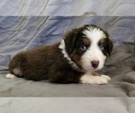 Small Photo #2 Australian Shepherd Puppy For Sale in FLORESVILLE, TX, USA