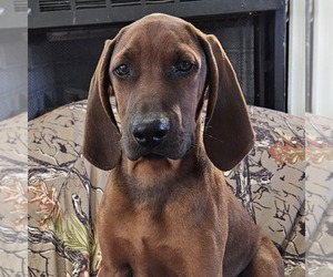 Redbone Coonhound Puppy for sale in DENVER, PA, USA