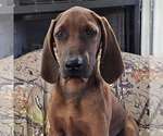 Image preview for Ad Listing. Nickname: Boone