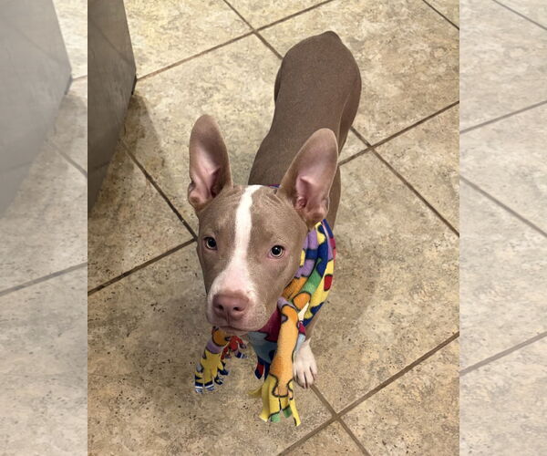 Medium Photo #4 Mutt Puppy For Sale in Omaha, NE, USA