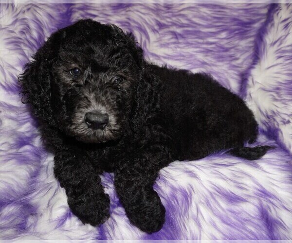 Medium Photo #2 Labradoodle Puppy For Sale in LA HABRA, CA, USA