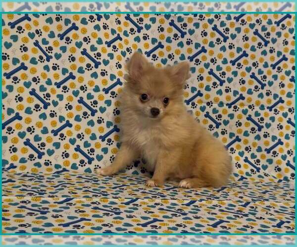 Medium Photo #1 Pomeranian Puppy For Sale in CLARKSVILLE, TN, USA