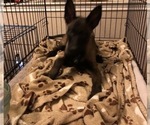 Small Photo #37 Belgian Malinois Puppy For Sale in HARKER HEIGHTS, TX, USA