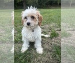Small Cavapoo-Poodle (Miniature) Mix