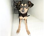 Small Miniature Pinscher