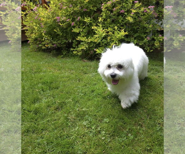 Medium Photo #3 Mal-Shi Puppy For Sale in Arlington, WA, USA
