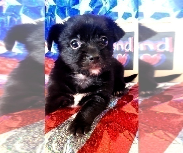 Medium Photo #3 Yorkshire Terrier Puppy For Sale in AKRON, OH, USA