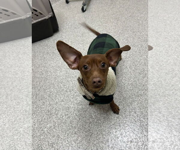 Medium Photo #1 Dachshund Puppy For Sale in Lancaster, PA, USA