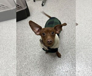 Dachshund Dogs for adoption in Lancaster, PA, USA