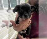 Small #14 French Bullhuahua