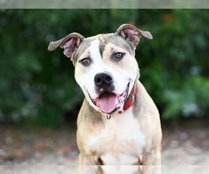Staffordshire Bull Terrier-Unknown Mix Dogs for adoption in Tavares, FL, USA