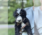 Small #2 Bernedoodle (Miniature)