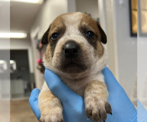 Labrador Retriever-Unknown Mix Dogs for adoption in Bolivar, MO, USA