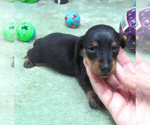 Medium Photo #5 Dachshund Puppy For Sale in RATTAN, OK, USA