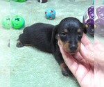 Small #4 Dachshund