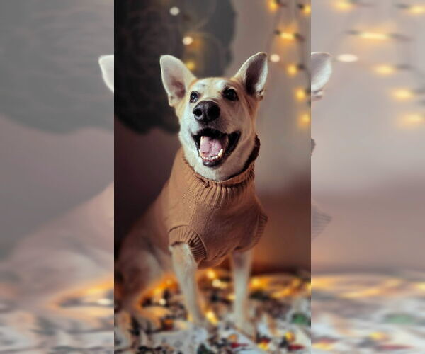 Medium Photo #1 Mutt Puppy For Sale in Germantown, OH, USA