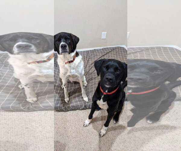 Medium Photo #3 Labrenees Puppy For Sale in Thomasville, NC, USA
