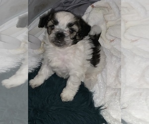 Biewer Terrier Puppy for sale in BOLLING AFB, DC, USA