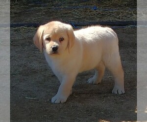 Labrador Retriever Puppy for sale in CALIENTE, CA, USA