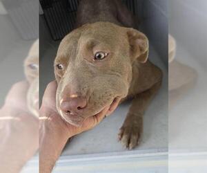Labrador Retriever-Unknown Mix Dogs for adoption in Houston, TX, USA