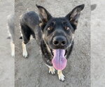 Small #1 German Shepherd Dog