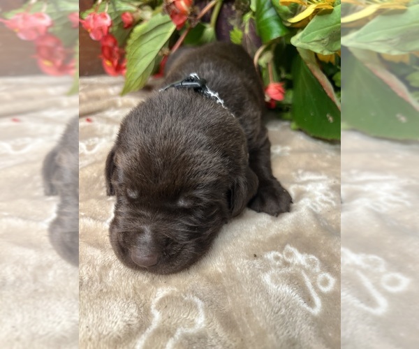 Medium Photo #13 Labrador Retriever Puppy For Sale in NEOLA, WV, USA