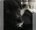 Small Photo #6 Alaskan Klee Kai-Labrador Retriever Mix Puppy For Sale in ORANGE PARK, FL, USA