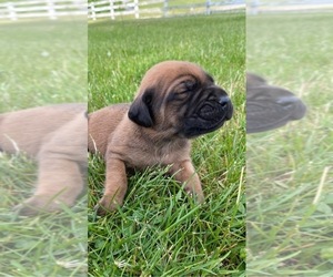 Mastador Puppy for sale in WINCHESTER, OH, USA