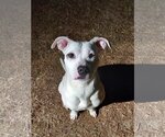 Small Photo #12 American Pit Bull Terrier-Unknown Mix Puppy For Sale in Columbus, IN, USA