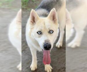 Siberian Husky Dogs for adoption in Riverside, CA, USA