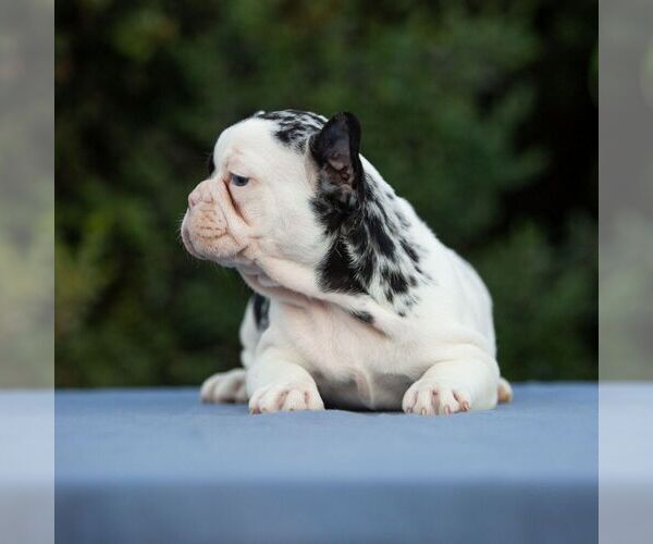 Medium Photo #2 French Bulldog Puppy For Sale in EMPIRE STATE, NY, USA