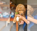 Small #3 Poodle (Standard)
