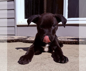 Mutt Dogs for adoption in Clarkston, MI, USA